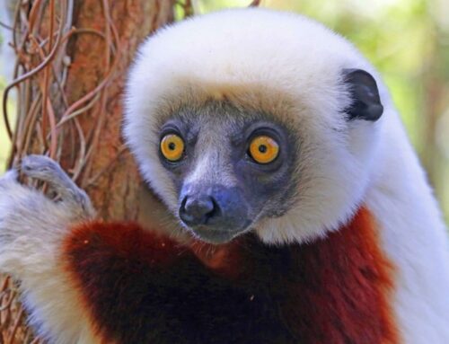 Madagascar