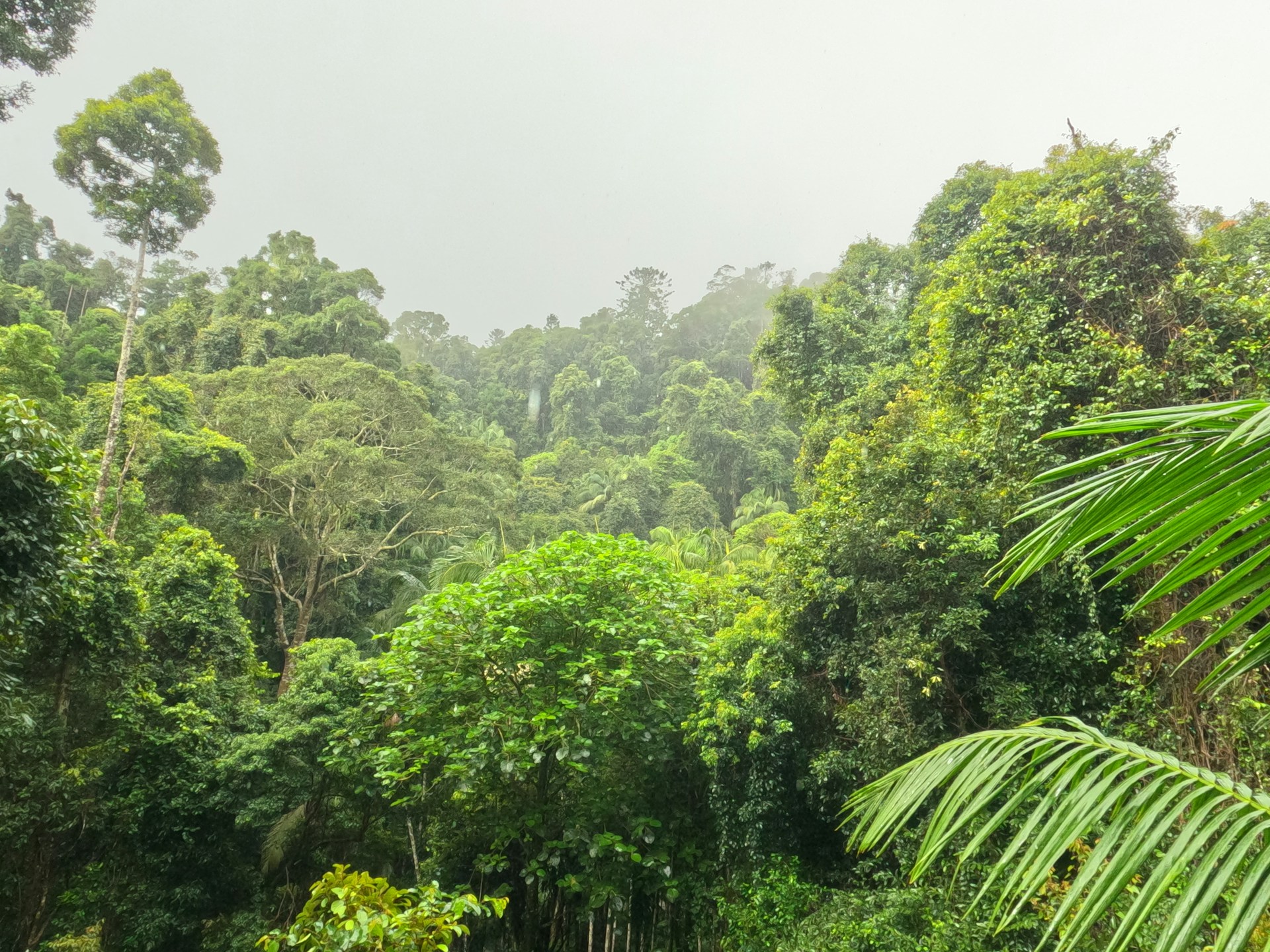 Rain Forest Rwanda