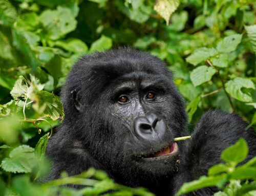 Rwanda