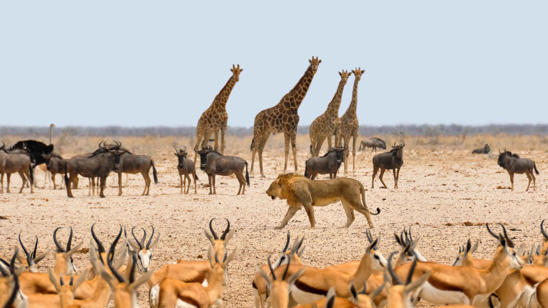 Namibia Africa