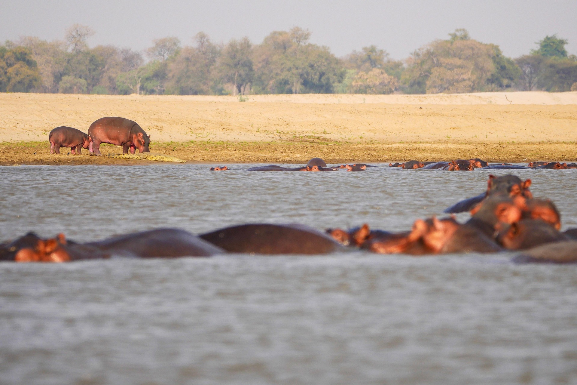 Hippo
