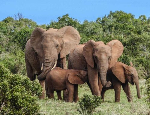 South Africa