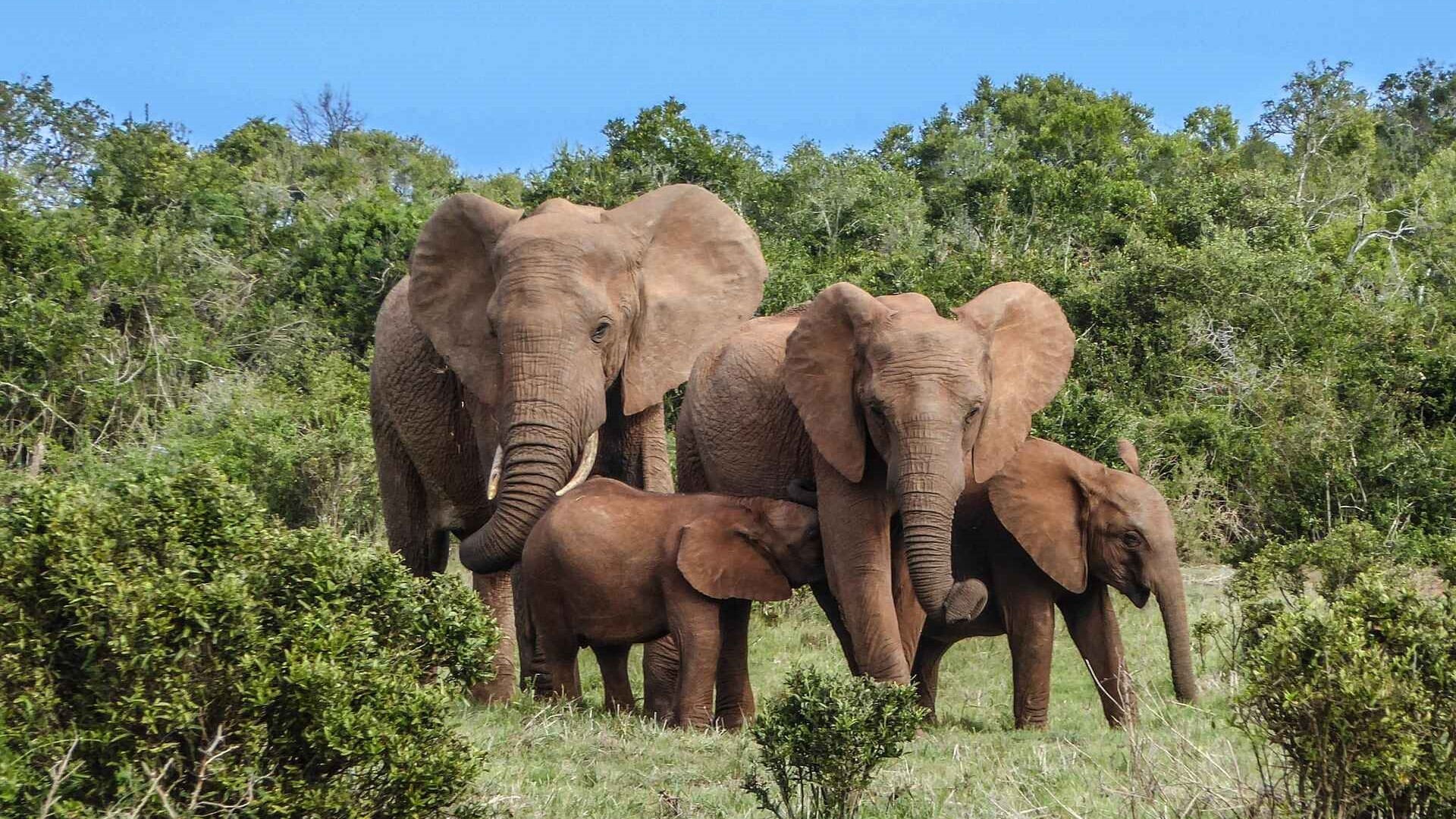 elephant-family South Africa