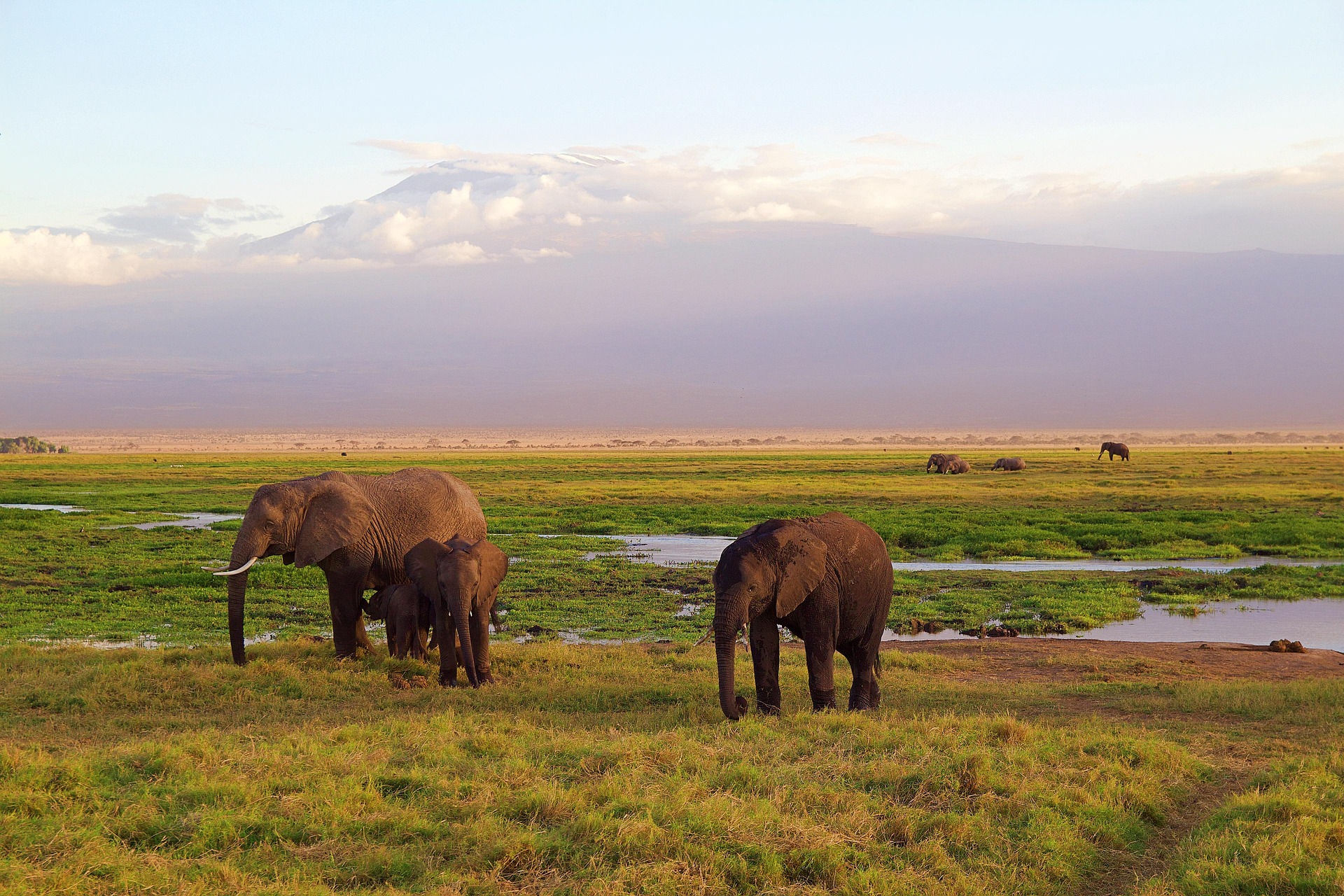 Mount Kilimanjaro & elephants